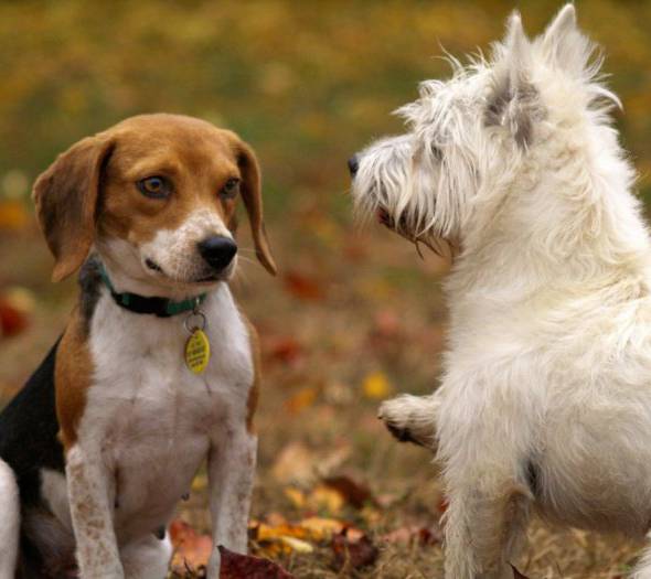 Venez avec votre animal de compagnie Hôtel Abades Loja 3*