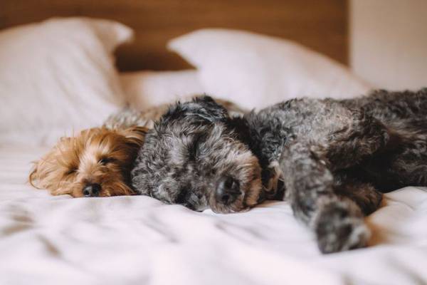 Ven con tu mascota Hotel Abades Manzanil 3* Loja Ven con tu mascota Hotel Abades Manzanil 3* Loja