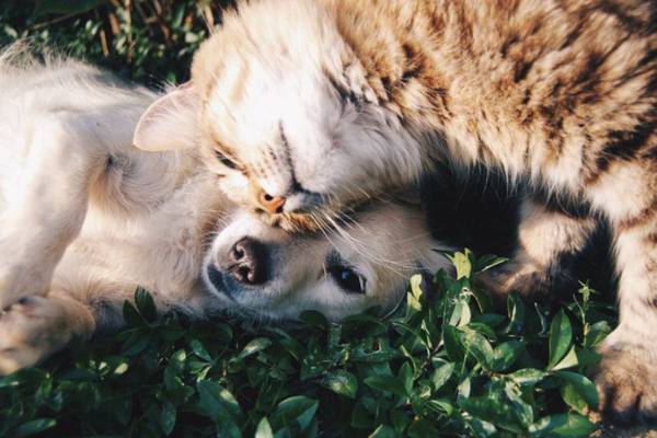 Pet lovers Abades Guadix 4* Hotel Pet lovers Abades Guadix 4* Hotel